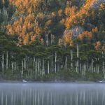 1_Araukarienwald Patagonia