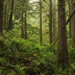 6_Great Bear Rainforest Canada