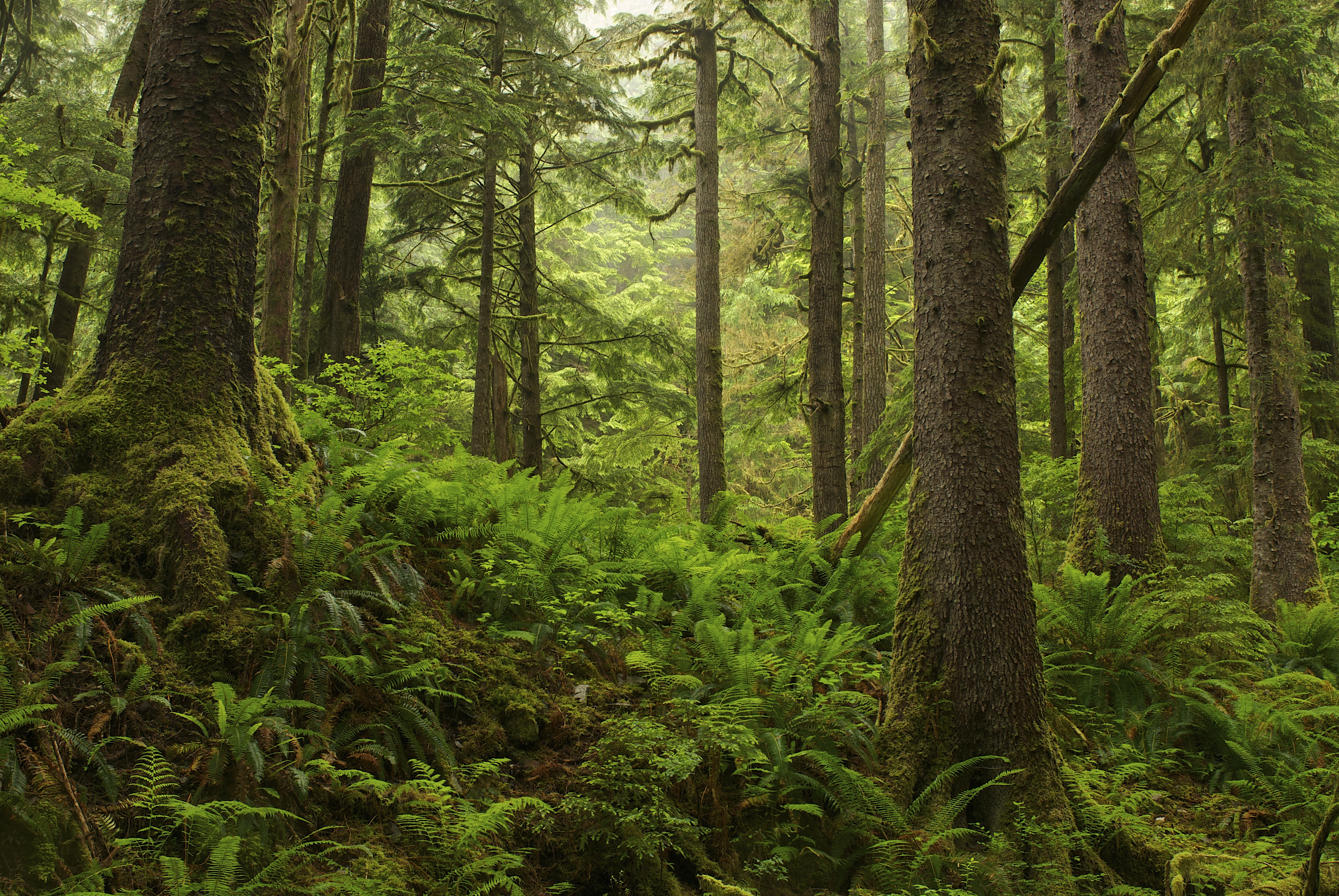 6_Great Bear Rainforest Canada